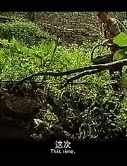 周星驰食神-热门视频在线观看-爱奇艺