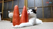 猫咪你又回来仓鼠,你抱着三棵胡萝卜干嘛啊,快给我还不是被兔子咬一直出血图片