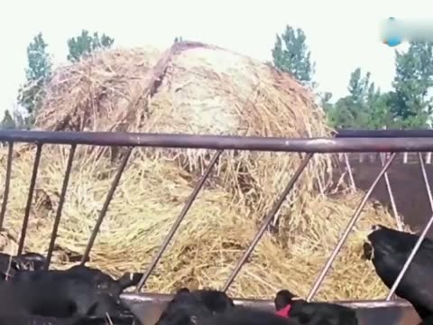 美国:闪电击中金属饲料桶 21头牛被活生生电死